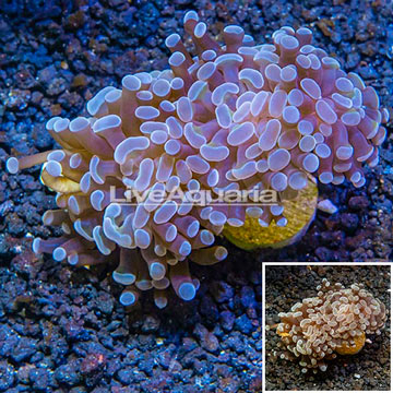 LiveAquaria® Cultured Hammer Coral