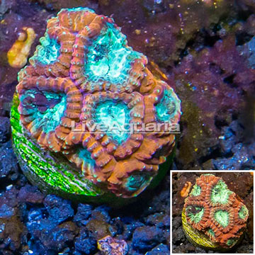 LiveAquaria® Cultured Favia Coral