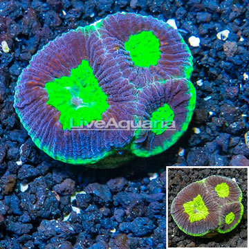 LiveAquaria® Cultured Goniastrea Brain Coral