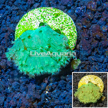 LiveAquaria® Cultured Green Cabbage Leather Coral