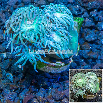 LiveAquaria® Cultured Ultra Duncan Coral