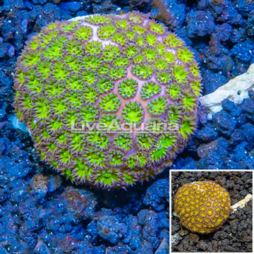 LiveAquaria® Cultured Leptastrea 