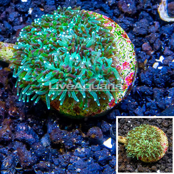 LiveAquaria® Cultured Galaxea Coral