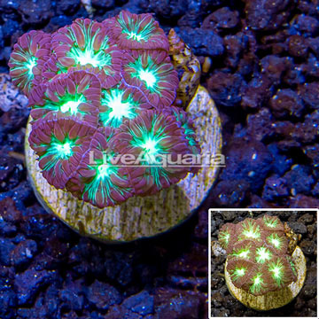 LiveAquaria® Cultured Blastomussa Coral