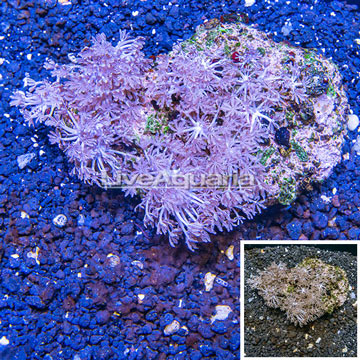 Xenia Coral Indonesia