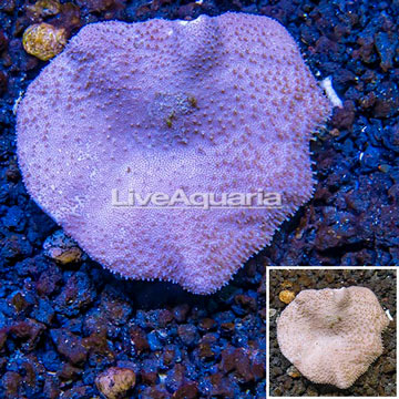 Toadstool Leather Coral Vietnam