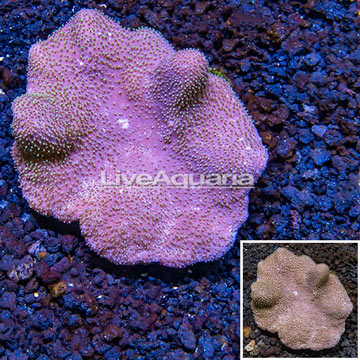 Toadstool Leather Coral Vietnam