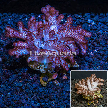 Blushing Leather Coral Vietnam