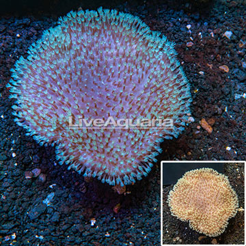 Toadstool Mushroom Leather Coral Vietnam