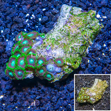 Zoanthus Coral Vietnam