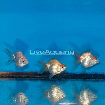 Ryukin Goldfish, Trio