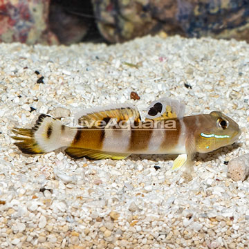 Tiger Watchman Goby 