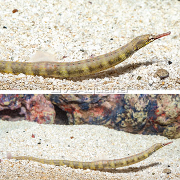 Dragonface Pipefish EXPERT ONLY
