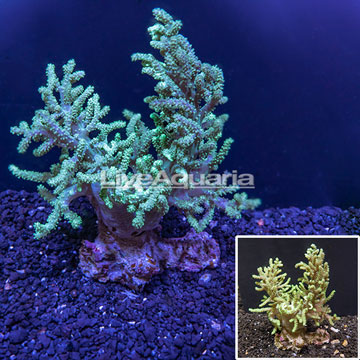 Sinularia Finger Leather Coral Australia
