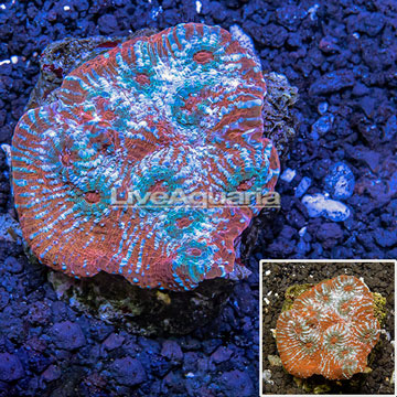 Chalice Coral Indonesia