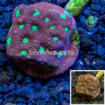 LiveAquaria® Cultured Favia Coral