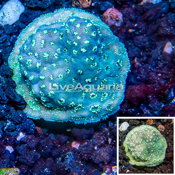 LiveAquaria® Cultured Pavona Coral