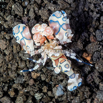 Harlequin Shrimp