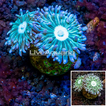 LiveAquaria® Cultured Ultra Duncan Coral