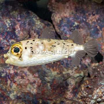 Porcupine Puffer