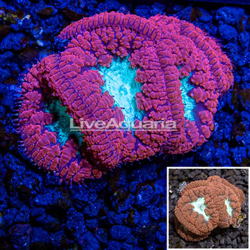 Australia Cultured Blastomussa Coral