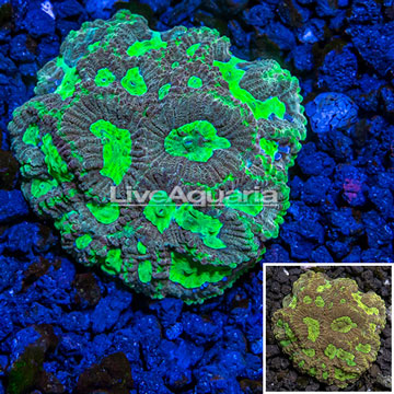 Australia Cultured Dipsastrea Brain Coral 