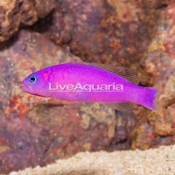 Orchid Dottyback [Blemish]