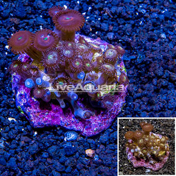 Zoanthus Coral Indonesia
