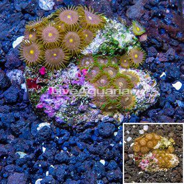 Zoanthus Coral Indonesia