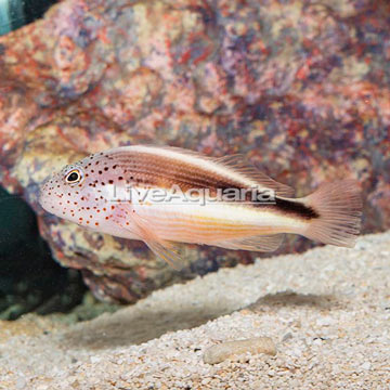 Freckled Hawkfish