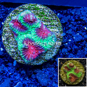LiveAquaria® cultured Dipsastrea Brain Coral 