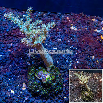 Pineapple Tree Coral Indonesia