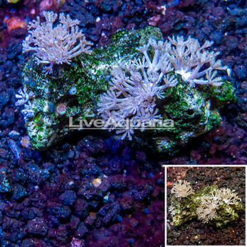 Xenia Coral Indonesia