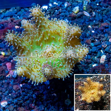 Devil's Hand Leather Coral Indonesia