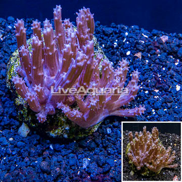 Tree Coral Indonesia