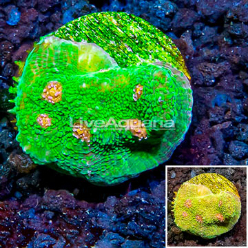 LiveAquaria® Cultured Ultra Chalice Coral