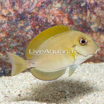 Epaulette Surgeonfish