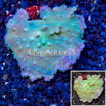 LiveAquaria® Cultured Sinularia Coral
