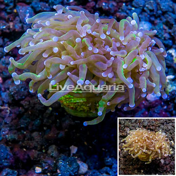 LiveAquaria® Cultured Torch Coral