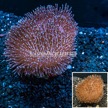 Toadstool Mushroom Leather Coral Indonesia