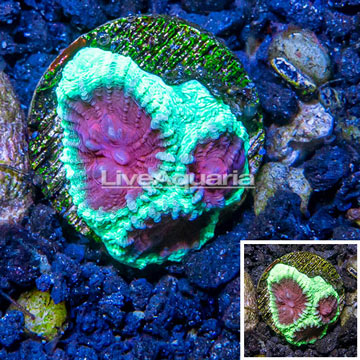 LiveAquaria® Cultured Favia Coral