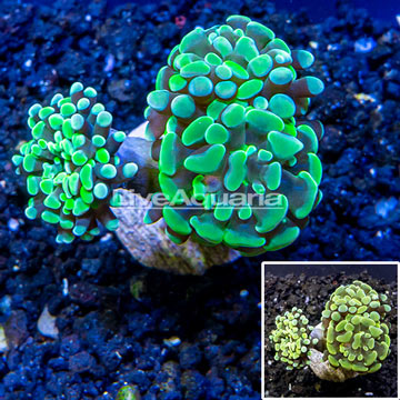 LiveAquaria® Cultured Hammer Coral