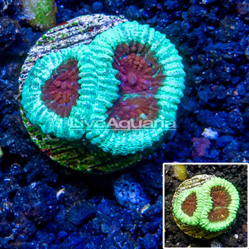LiveAquaria® Cultured Goniastrea Brain Coral