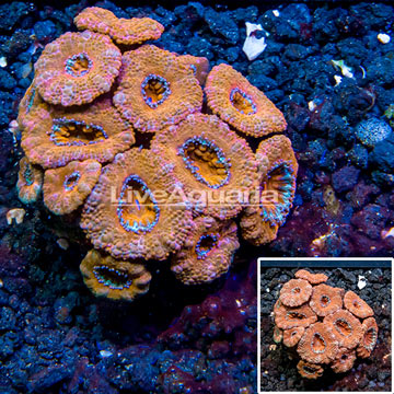 LiveAquaria® Cultured Acan Lord Coral