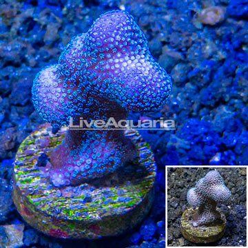 LiveAquaria® Cultured Stylophora Coral