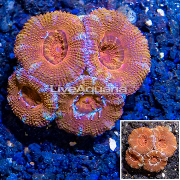 LiveAquaria® Cultured Acan Lord Coral
