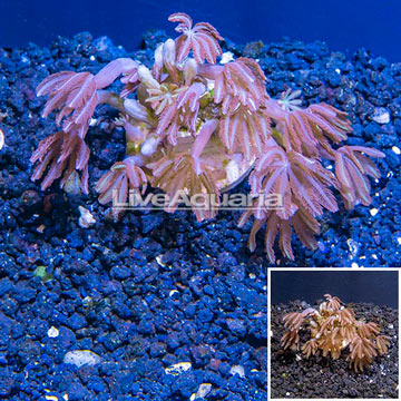 LiveAquaria® Cultured Anthelia Coral