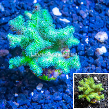 LiveAquaria® Cultured Birdsnest Coral