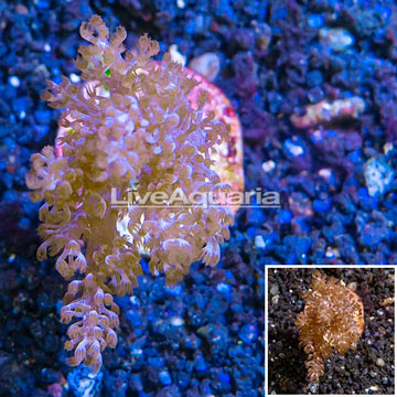LiveAquaria® Cultured Pineapple Tree Coral