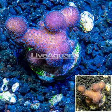 LiveAquaria® Cultured Stylophora Coral